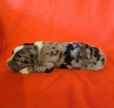 Berger Australien  Chiot 5 De La Pierre Du B'Ressieux c58a9 photo 2