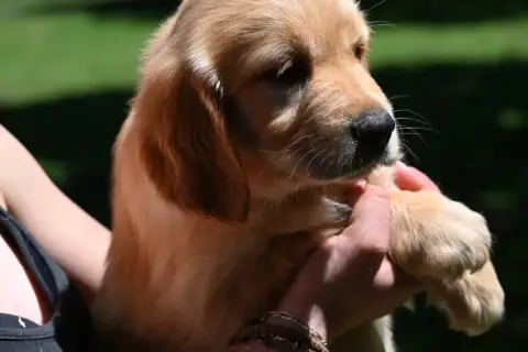 Golden Retriever  Chiot N°4 Du Haut De La Girauderie 15bed