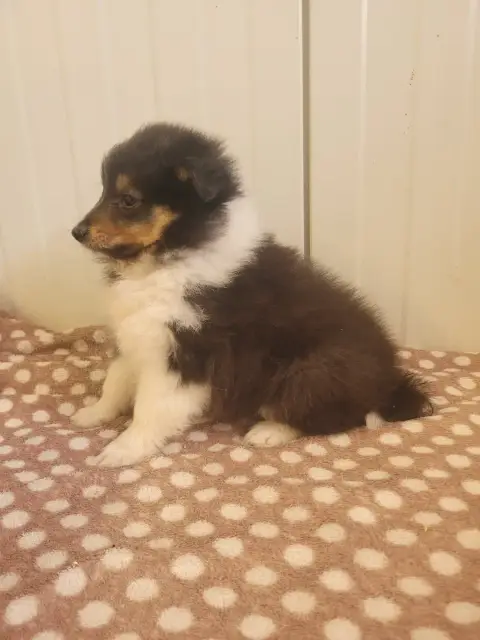 Shetland Sheepdog  Chiot N°3 Des Terres De Bourguenai ff9c7 photo 2