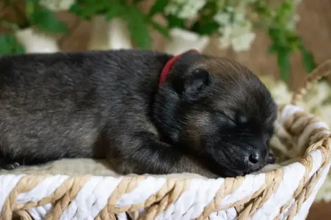 Eurasier  Miss Rose De Leyristone