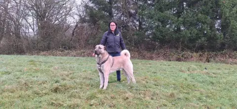 Berger Kangal  Chiot N°1 photo 2
