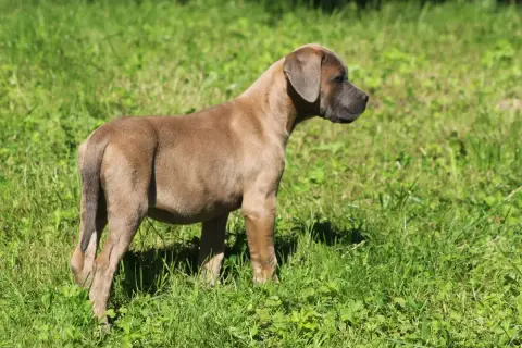 Cane Corso  Chiot N°5 photo 3
