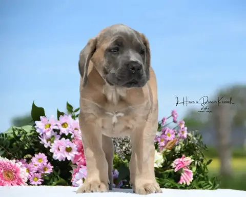 Cane Corso  Chiot N°6 I Have A Dream