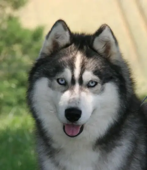 Siberian Husky  Binuit Liubov'S photo 2