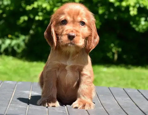 Cocker Spaniel Anglais  Boris D'Oup-