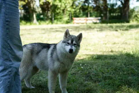 Siberian Husky  Arcane Du Royaume De L'Etoile Bleue a1c57 photo 2