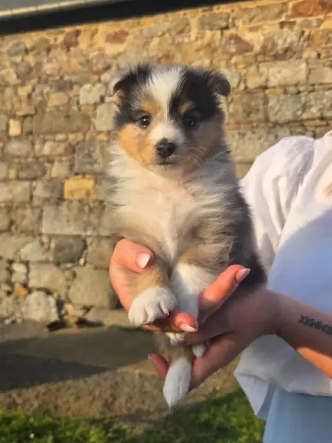 Shetland Sheepdog  Chiot N°3 Du Domaine De Noa
