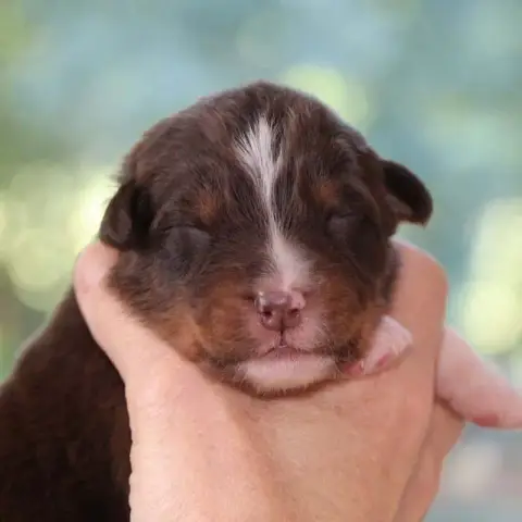 Berger Australien  Chiot 6 Des Bergers De La Tribu De a96a4