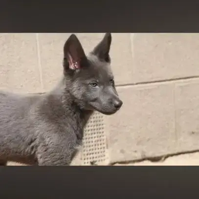 Chiens Loups Xawd