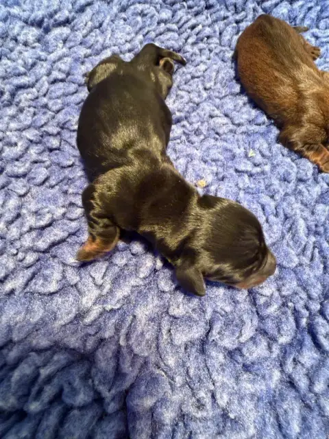Teckel Poil Ras  Chiot N°3 Noire Et Feu Naine Du Sapi fe25a