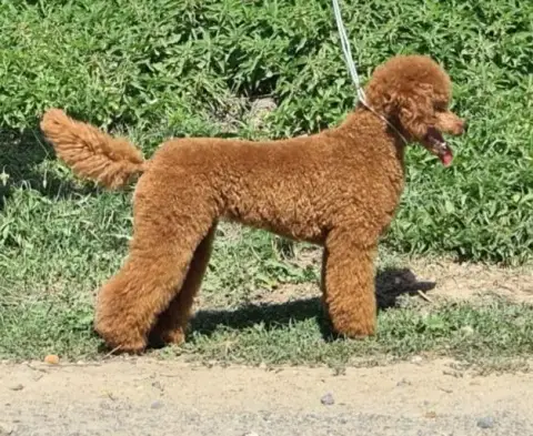 Caniche  Petit Dernier photo 3