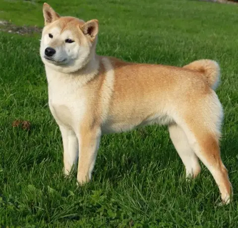 Shiba  B.....Collier Bleu Des Trésors D'Amethyste photo 2