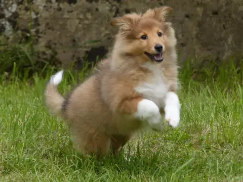Shetland Sheepdog  Madame B... Du Domaine De Boisceau 065c8