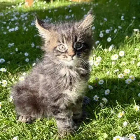 Chaton Maine Coon Loof-