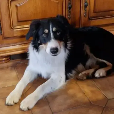Vends Saillie Border-Collie Lof Travail