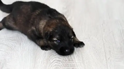 Berger Allemand  Chiot N°6 Au Royaume D'Une Nuit Etoi e74c0 photo 3