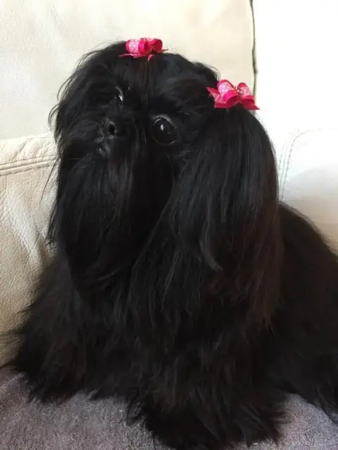 Shih Tzu  Chiot N°6 Des Canailles De Boubou photo 3