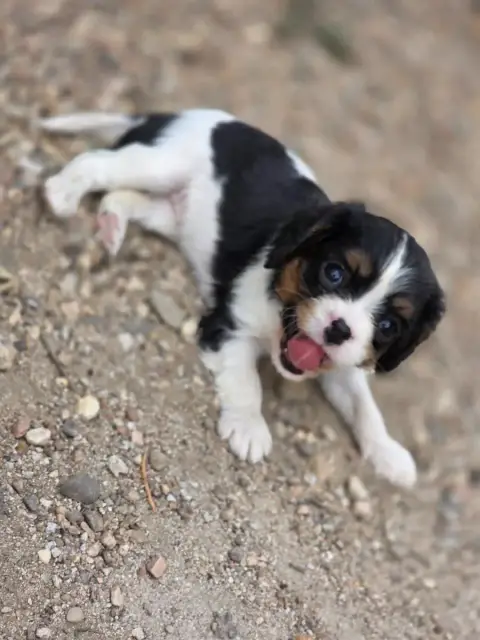 Cavalier King Charles Spaniel  Chiot N°1 Des Deux Che 50e2c