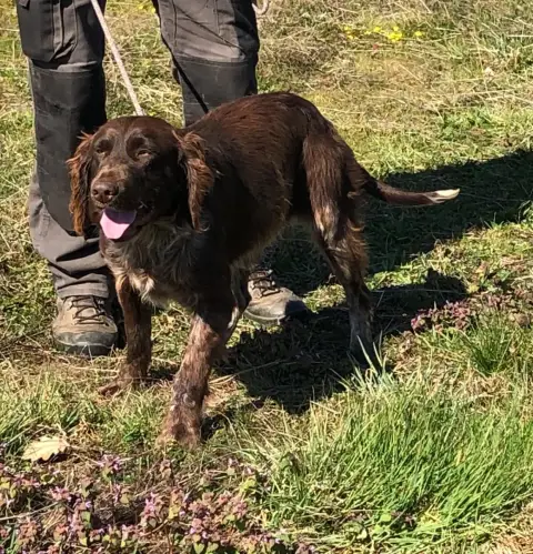 Chien D'Oysel Allemand  Vidocq Des Ronciers Pourpres 9ab72 photo 2
