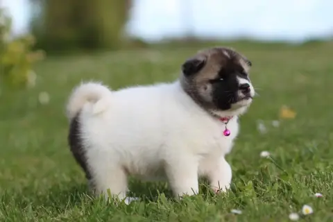 Akita Americain  Be My Princess Des Gardiens De La Ci ca613 photo 2