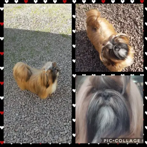 Shih Tzu  B De Pepsie Pep'S photo 2