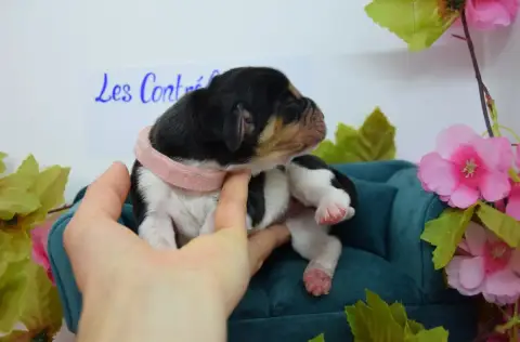 Basset Hound  Brioche Des Contrées Alpines photo 3
