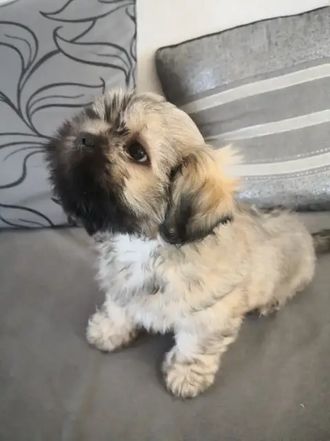 Lhassa Apso  Bella A Pazzia D'Aurelia