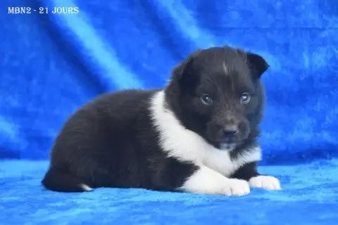 Adopter Shetland Sheepdog 
                        Mâle Bicol e4f56