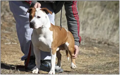 American Staffordshire Terrier  M2 Born To Be Boss "B 96438 photo 2