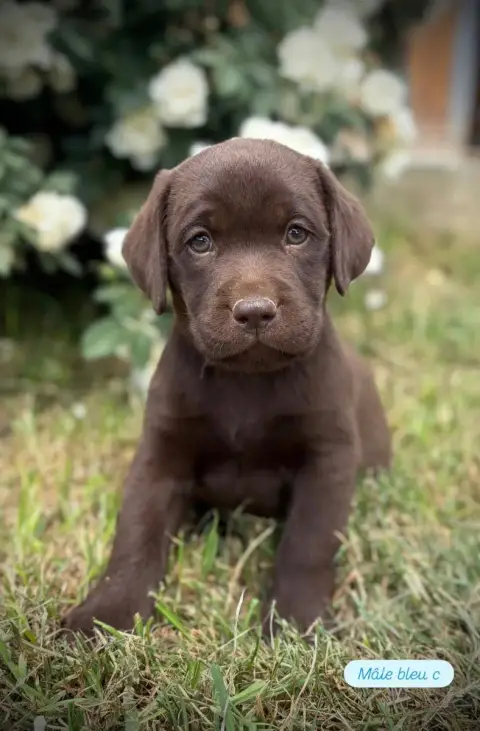 Labrador Retriever  Mâle Bleu Clair Du Domaine De Ter 326e4