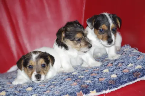 Jack Russell Terrier  Beatrix A L'Ouest Des Prés De L 8a59e photo 3