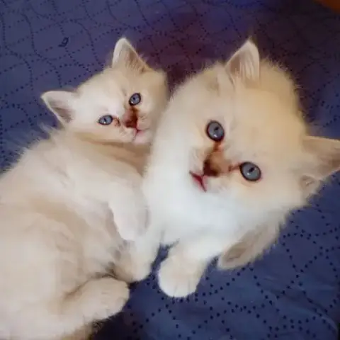 Portée Sacré De Birmanie Loof
