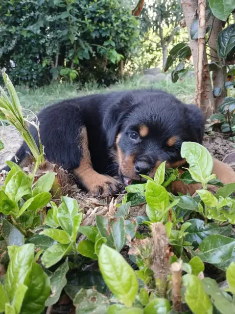Rottweiler  Verte Des Volcans De Feu