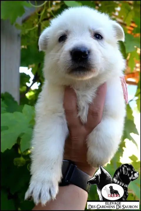 Berger Blanc Suisse