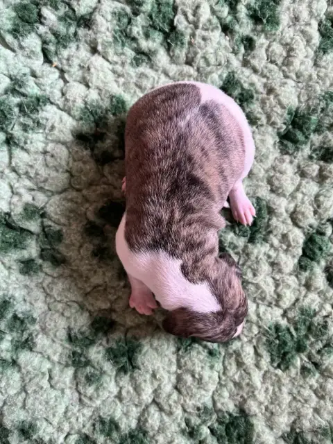Whippet  B Des Terres De Pag