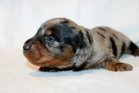 Teckel Poil Long  Chiot N°3 Of Moonlight Blue