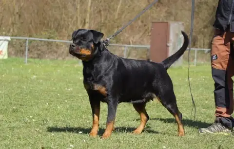 Rottweiler  Chiot 12 Vom Falke Koniglich photo 2