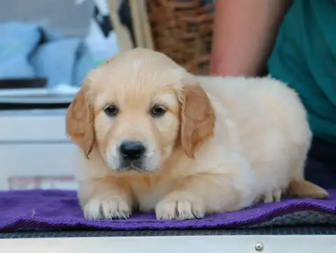 Golden Retriever  Chiot N°3 Lilas De Windy'Stia photo 3