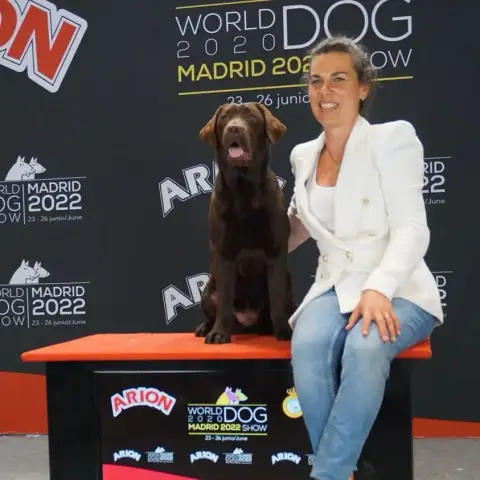 Labrador Retriever  Chiot 3 Du Moulin Sault photo 3