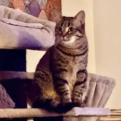Dakota