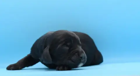 Cocker Spaniel Anglais  Chiot N°1 D'Oup-