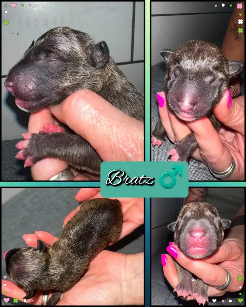Adopter Bull Terrier Miniature 
                        Bratz f67c2