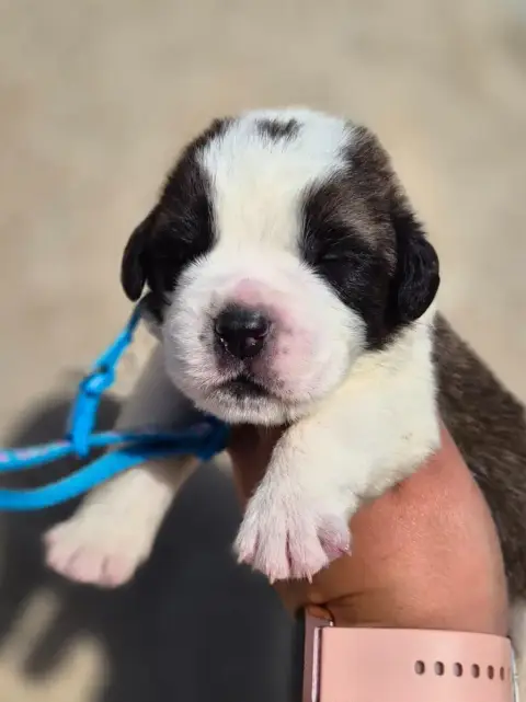 Chien Du Saint-