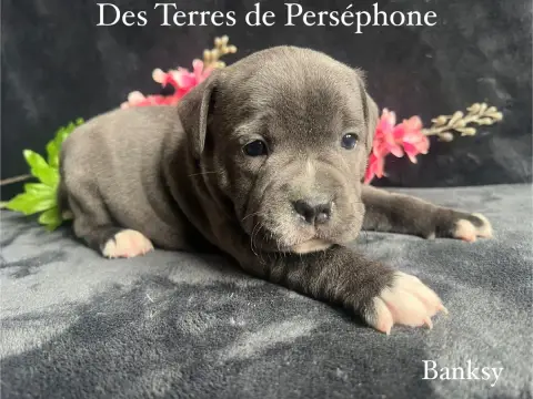 Staffordshire Bull Terrier  Banksy Des Terres De Pers 6e737 photo 2