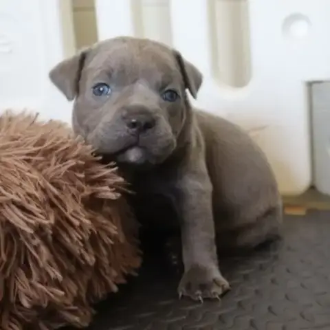 5 Staffie Bleus Lof À Réserver