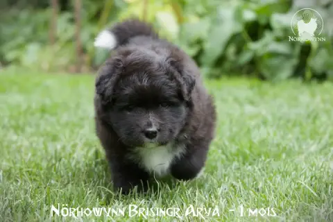 Chien Finnois De Laponie  Brisingr Arya Norhowynn photo 3