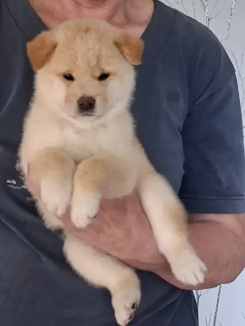 Shiba  Chiot N°1 Allaikha'S photo 3