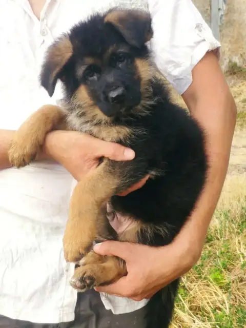 Berger Allemand  Mr Gris Des Seigneurs Du Clain photo 3