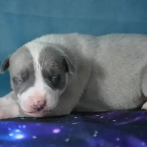 Whippet Femelle À Vendre