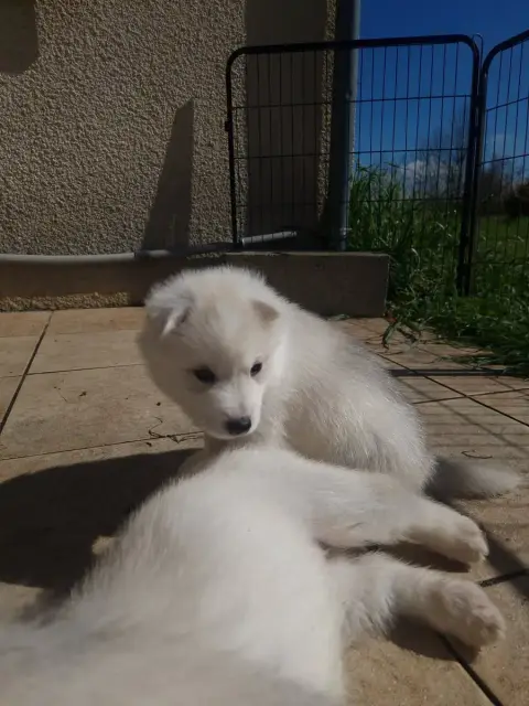 Siberian Husky  Bulma Inner Spirit Legend